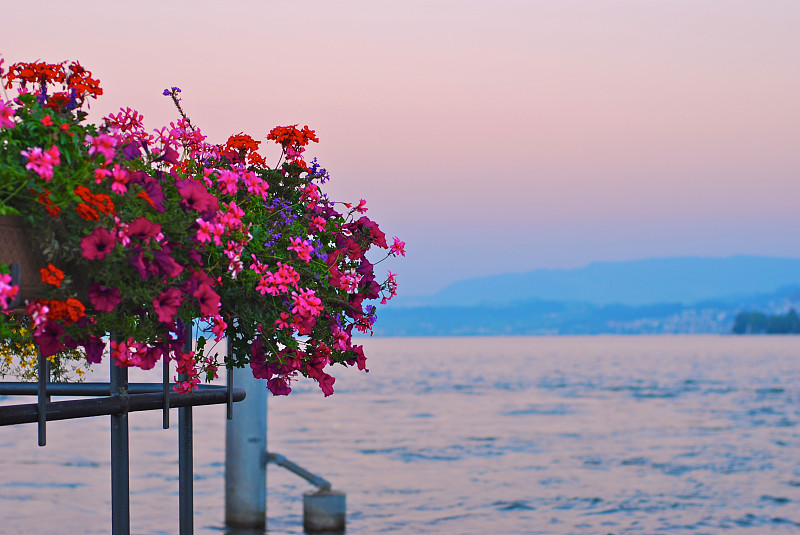 湖边的花