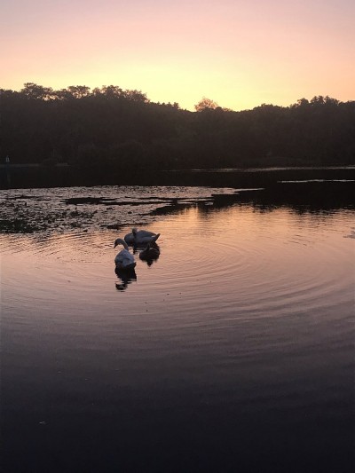 查尔斯河