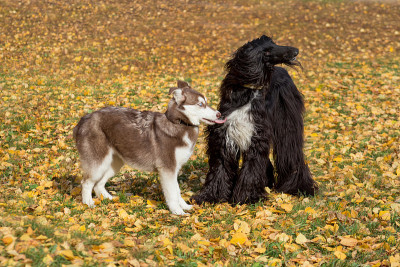 可爱的阿富汗猎犬和西伯利亚哈士奇在秋天的公园里玩耍。宠物的动物。