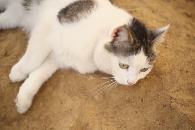 小猫躺在沙滩上嬉戏放松