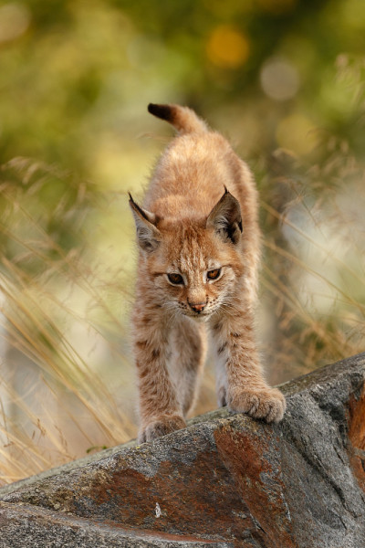 猞猁和幼崽