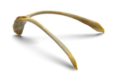 Wish Bone侧视图