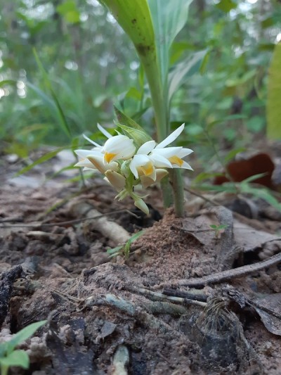 学名:Geodorum recurvum (Roxb.)阿尔斯通