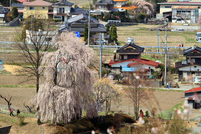 日本高藤的樱花
