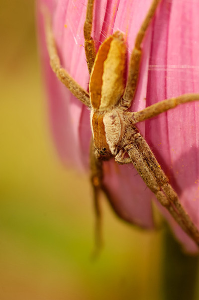 Itsy Bitsy Spider