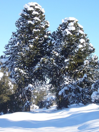 体育在雪