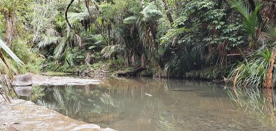Goldie Bush步道，Muriwai和Te Henga地区，新西兰奥克兰