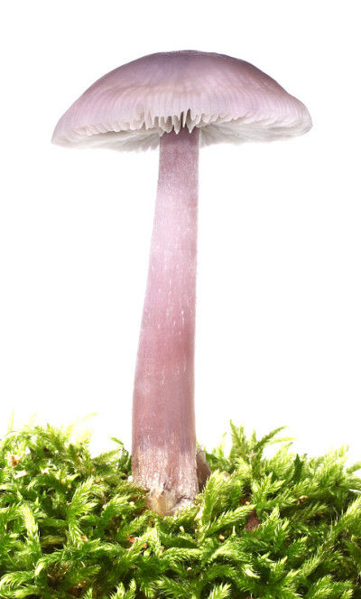 紫水晶欺骗紫蘑菇紫水晶