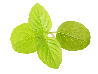 分离新鲜薄荷叶