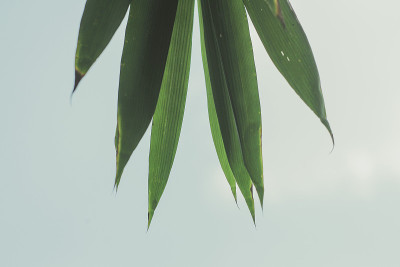 绿叶自然墙纸