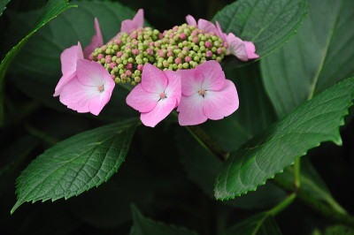 绣球花
