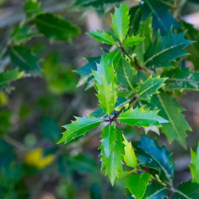 Osmanthus heterophyllus，被称为冬青桂花，橄榄或假冬青在春季植物园公园南部文化