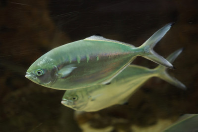 Pompano (Trachinotus ovatus).