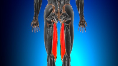 医学概念3D半膜肌解剖