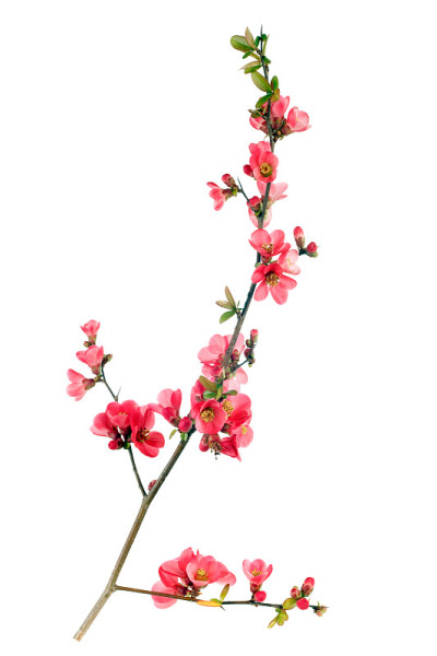 日本榅桲花有枝