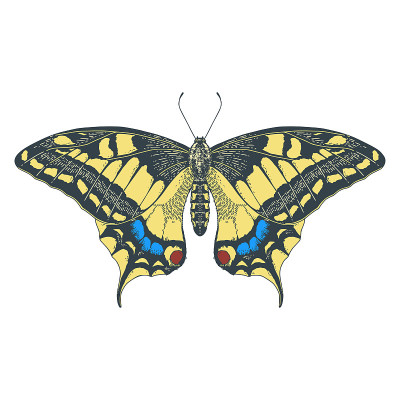 蝴蝶蝴蝶machaon。矢量插图儿童教育。