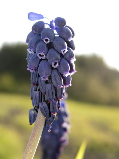 Muscari neglectum