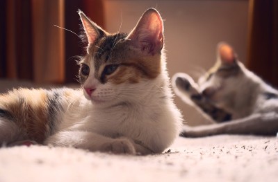 两只斑猫在床上休息。