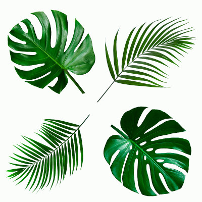 一套绿色的怪物和棕榈植物叶子孤立在白色的背景