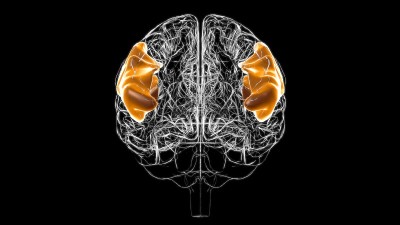 医学概念3D的脑额下回解剖
