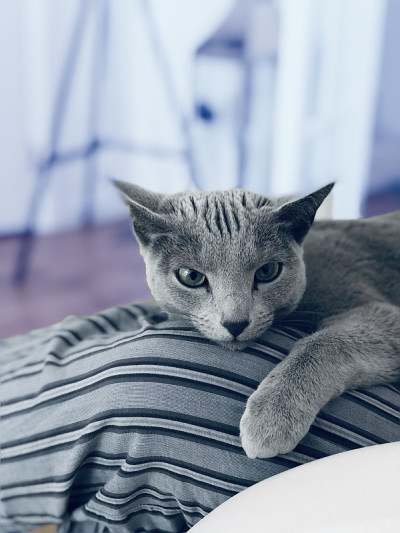俄罗斯蓝猫睡觉