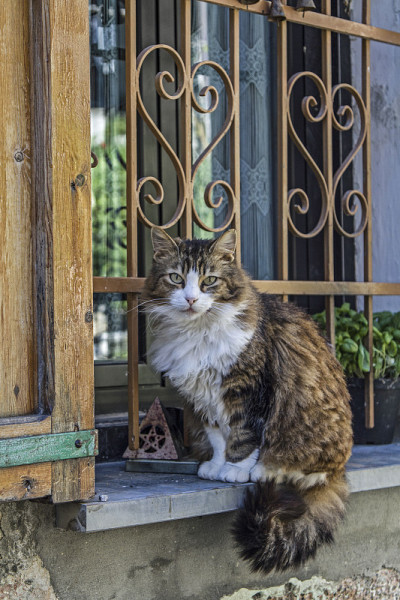 猫与窗口