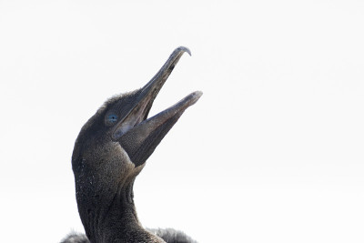 不能飞的鸬鹚(Phalacrocorax harrisi)肖像，彭塔莫雷诺，伊莎贝拉岛，加拉帕戈斯群