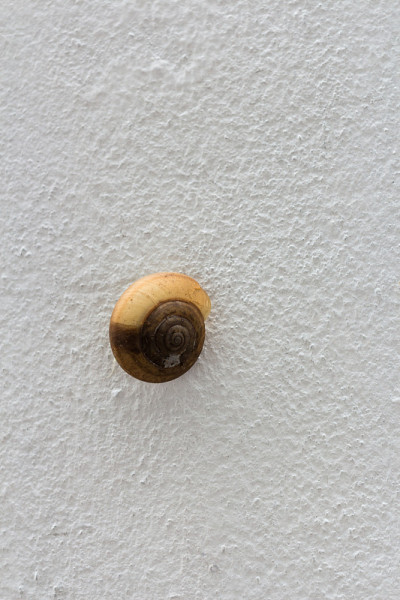 白色混凝土墙上的贝壳