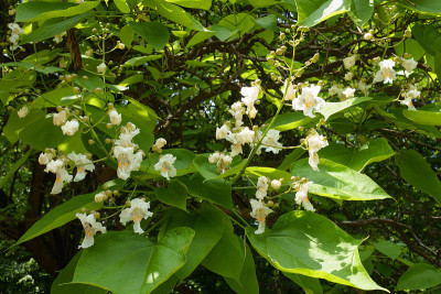 6月未完全开放的梓树花