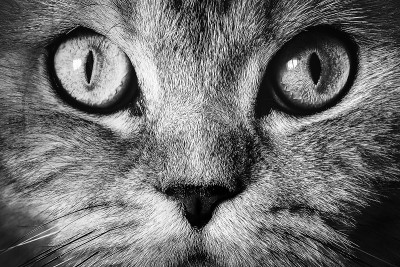 枪口猫特写镜头