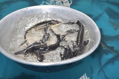 鲟鱼孵化器