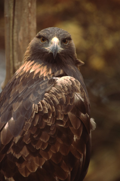 金鹰(Aquila Chrysaetos)