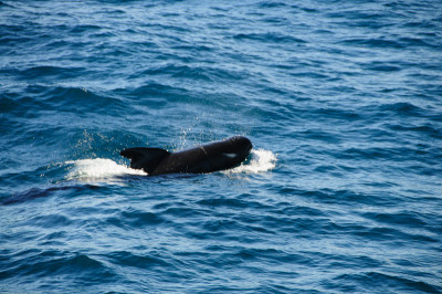 Long-finned Pilot Whales