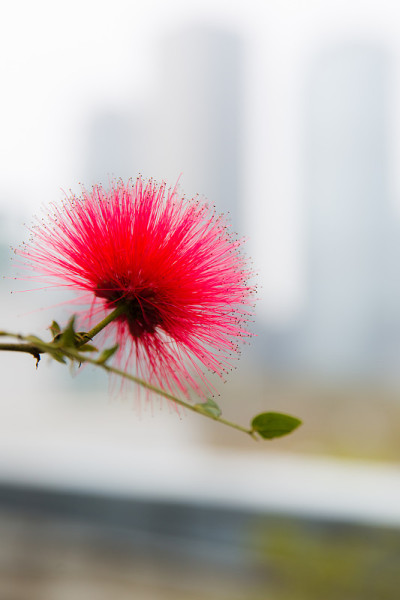 花和城市
