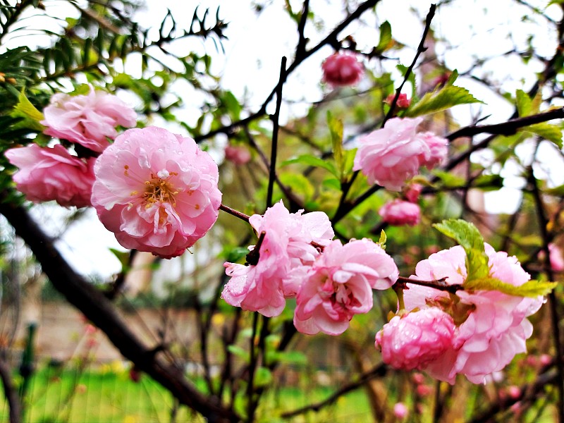 杏树，树枝，三叶李