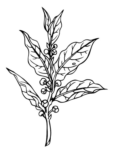 月桂树(月桂树)