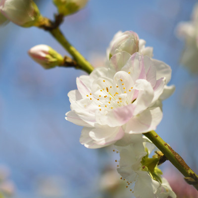 桃花