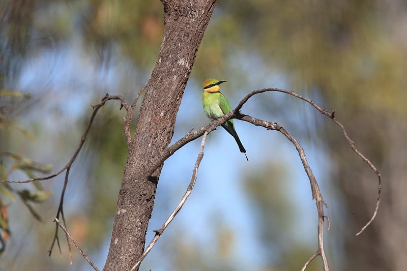 彩虹蜂虎(Merops ornatus)昆士兰，澳大利亚