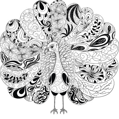 孔雀插图