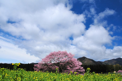 樱桃树和矮花