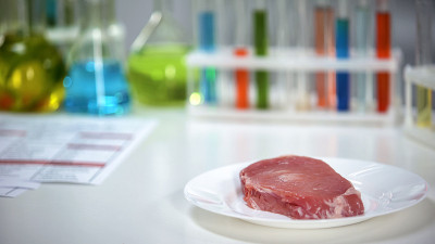 在科学家实验室的盘子上放置肉类样品，抗生素测试，质量