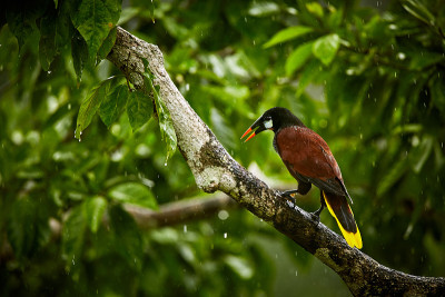 Montezuma Oropendola, Psarocolius Montezuma，来自哥斯达黎