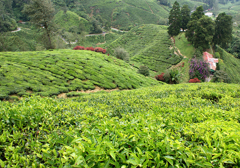 茶叶种植园，卡梅隆高地，马来西亚