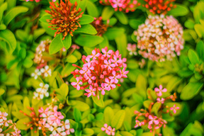 伊克索拉花有红色和粉红色的花朵。模糊的背景。花在花园。