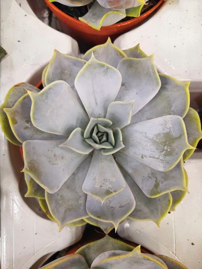蓝月季或蓝玫瑰月季，花园里有多汁的棕色石头，仙人掌，仙人掌科，树