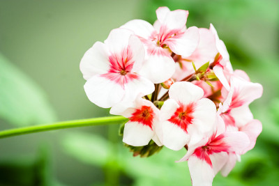 花盛开