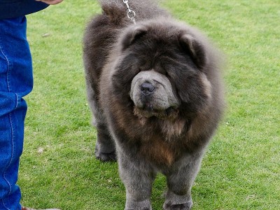 松狮犬在草地上散步