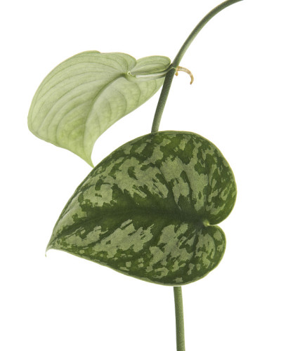 碧桃叶，锦缎植物，奇异的叶子孤立在白色的背景，与修剪路径