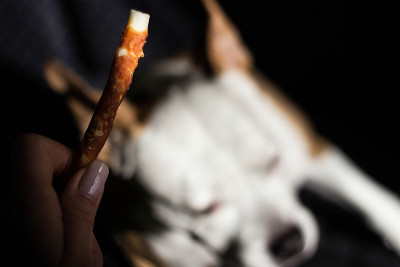 狗狗接受款待