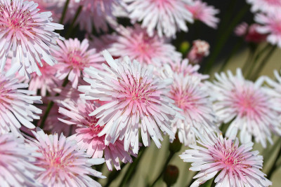 Pink hawksbeard